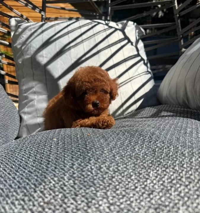 Micro Kore Poodle Yavrularımız