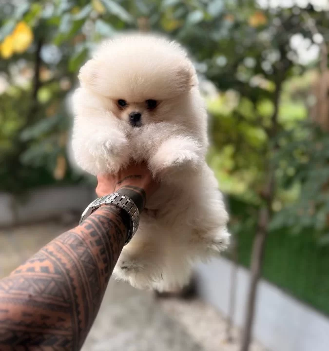 Villamızdan Pomeranian Boo Yavrularımız