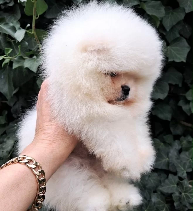 Luvpaw Dan Ayı Surat Pomeranian Boo Yavrumuz