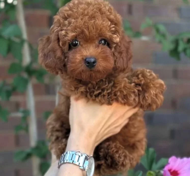 Toy Poodle Bebekler