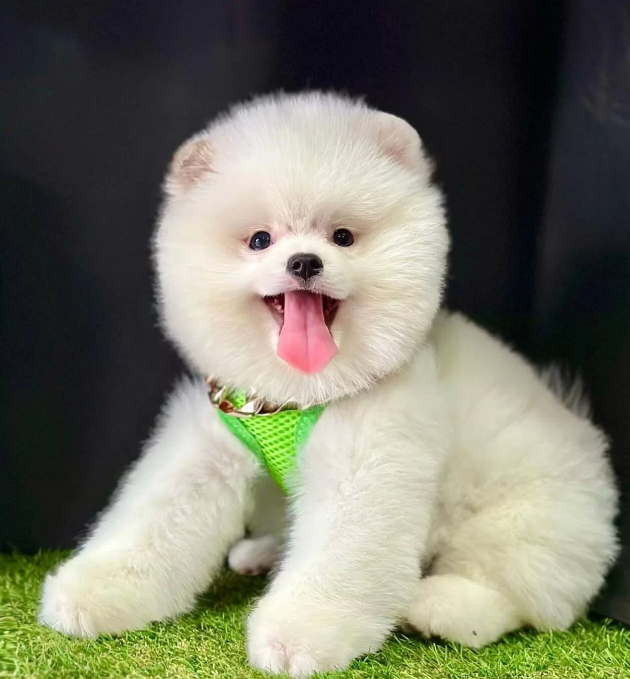 Pomeranian Boo Ayicik Surat Bebeklerimiz