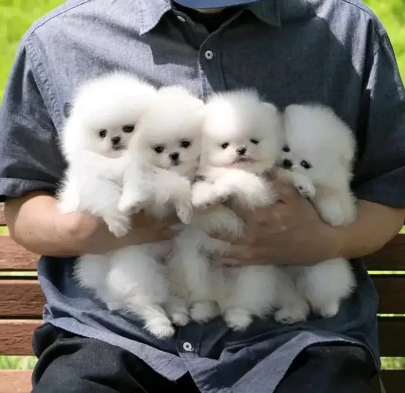 Luvpaw Dan Karbeyaz Pomeranian Boo Yavrumuz Prada