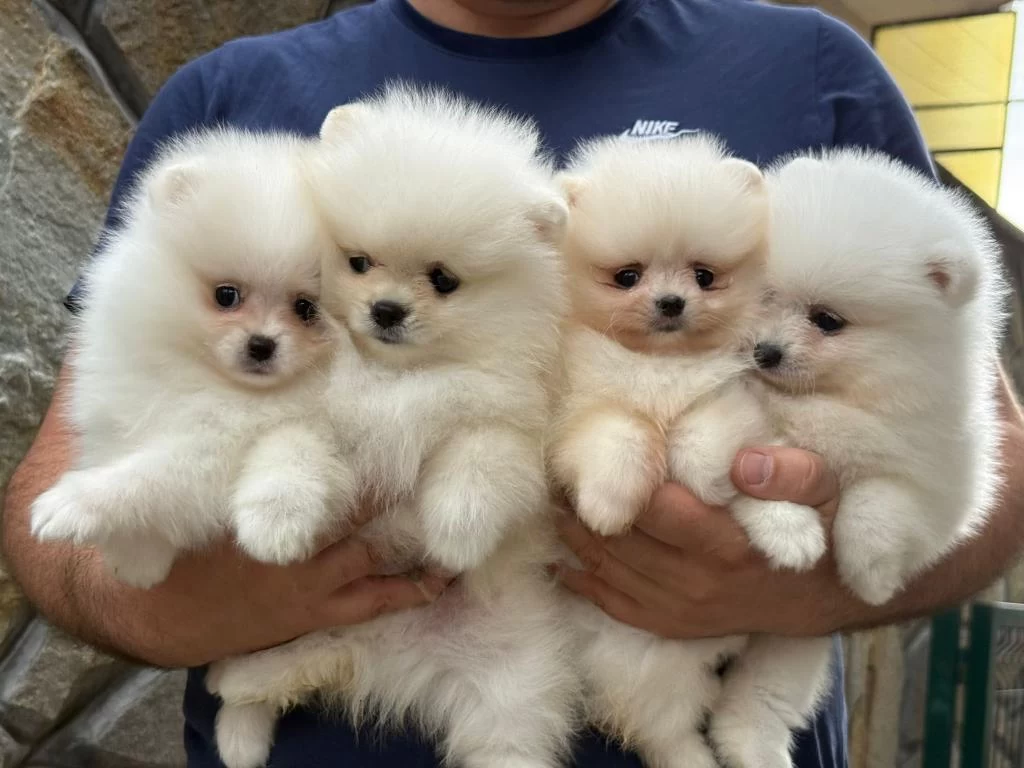 Luvpaw Dan Teddy Face Pomeranian Yavrular