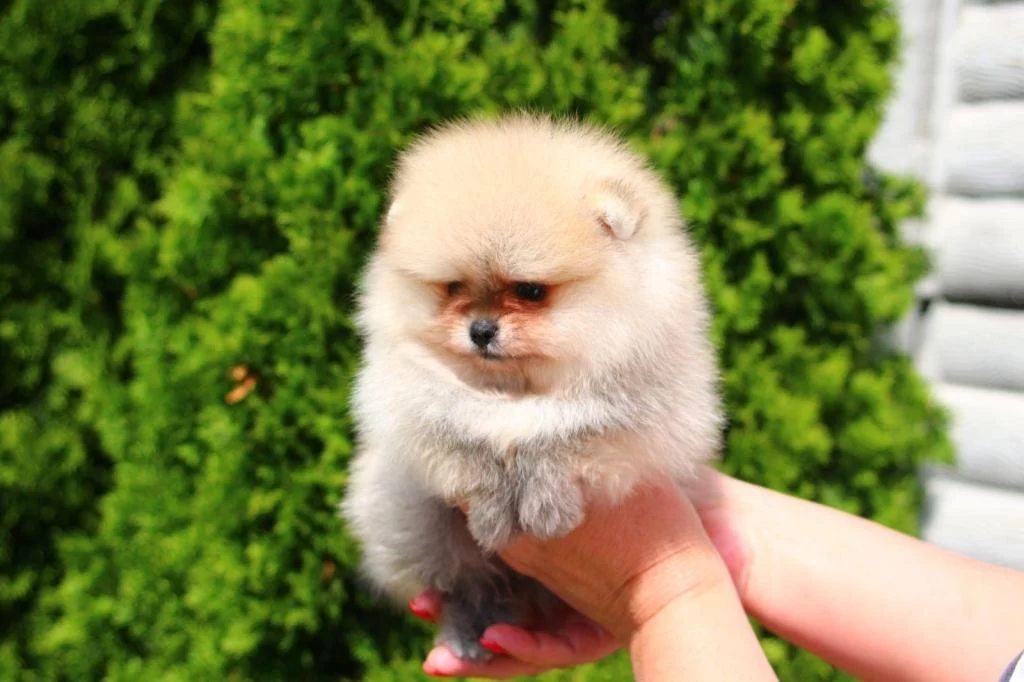 Dünyanın En Güzel Pomeranian Yavrusu Kızımız Tina