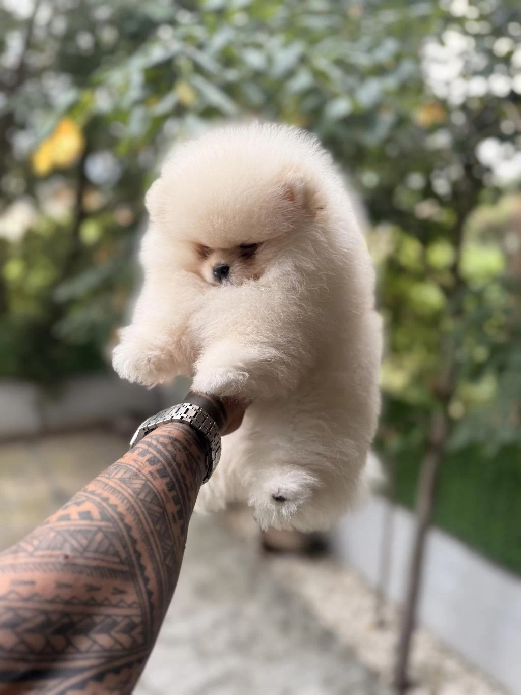 Villamızdan Teddy Bear Pomeranian Boo Yavrularımız