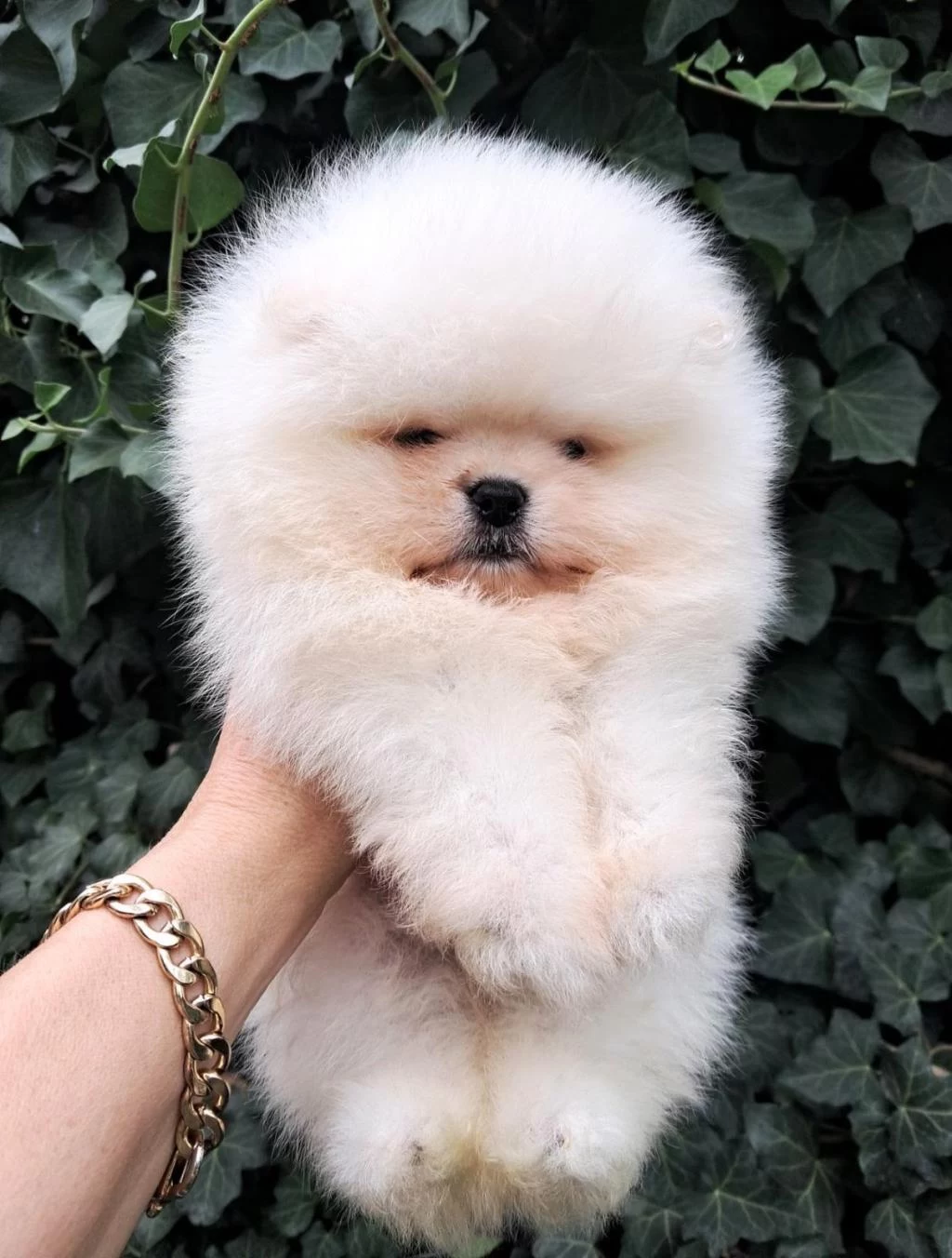 Luvpaw Dan Ayı Surat Pomeranian Boo Yavrular