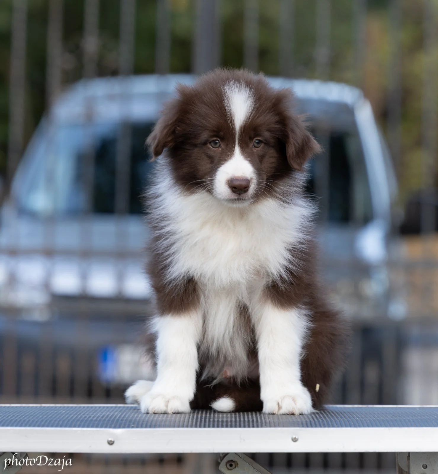 Border Collie yavruları