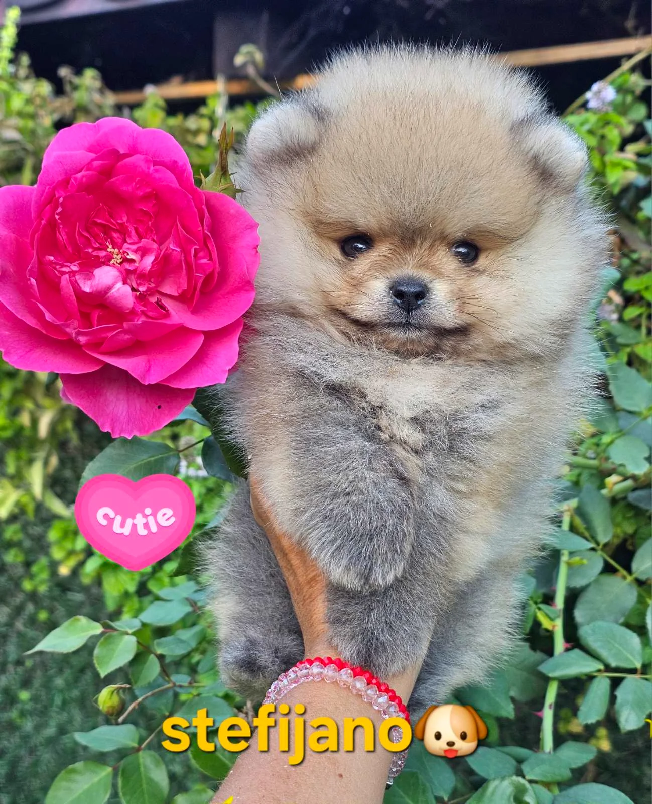 Pomeranian Boo – yavrular