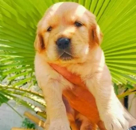 Baby Face Golden Yavruları