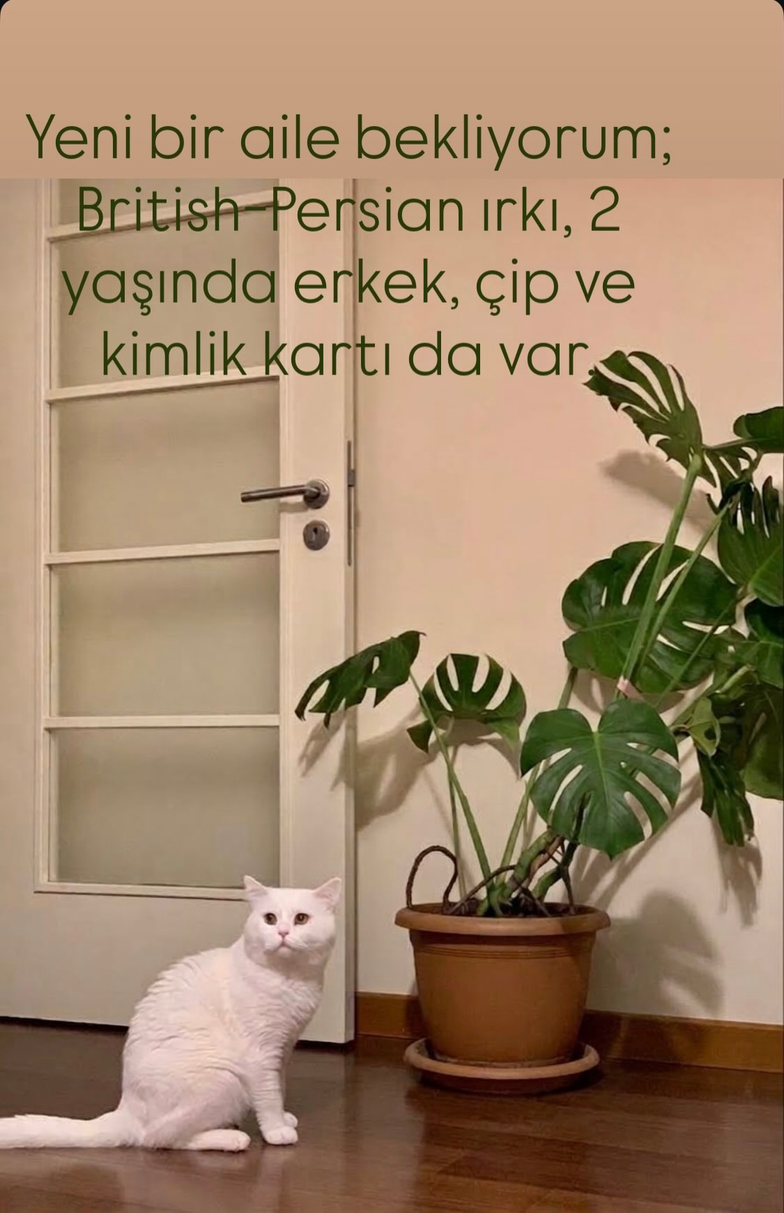 Çok kibar ve uyumlu, tamamen sağılıklı.