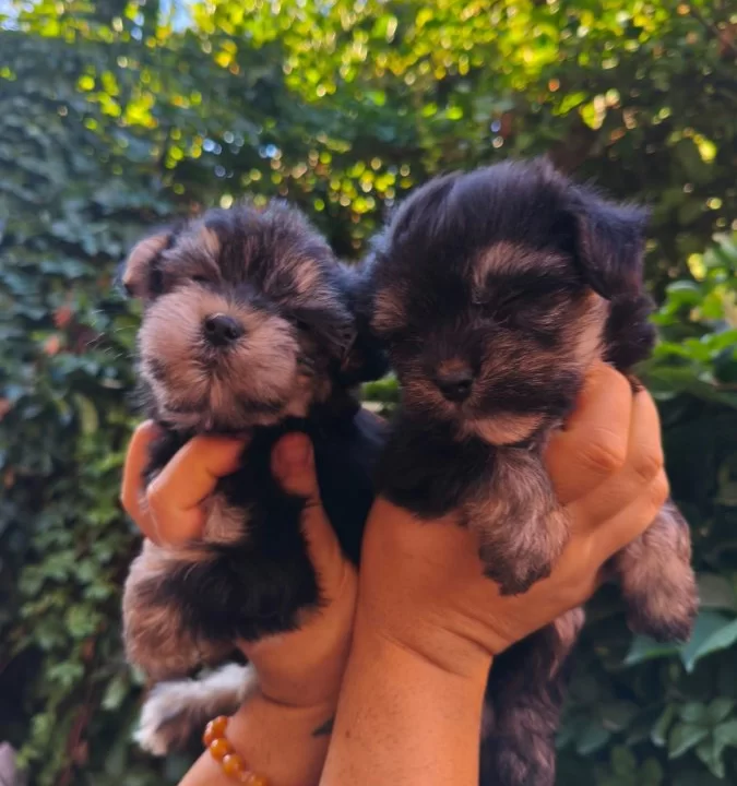 Yorkshire Terrier Yavruları
