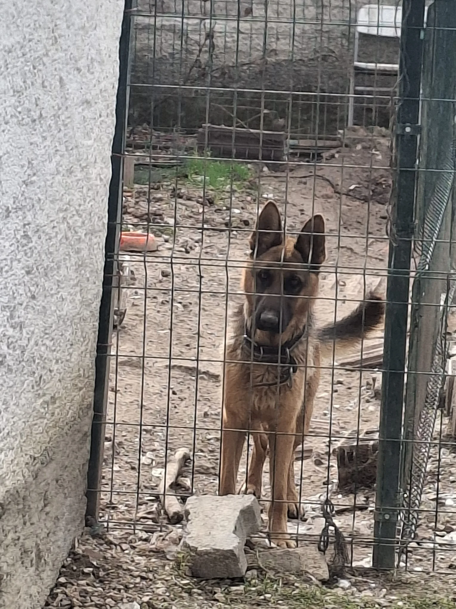 ALMAN KURDU SAHİPLENDİRME