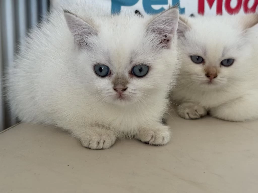 Abkaranın En Elit Britih Shorthair Ve Longhair Yavruları