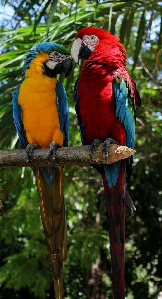 Orjinal Ara Macaw Özel Renk