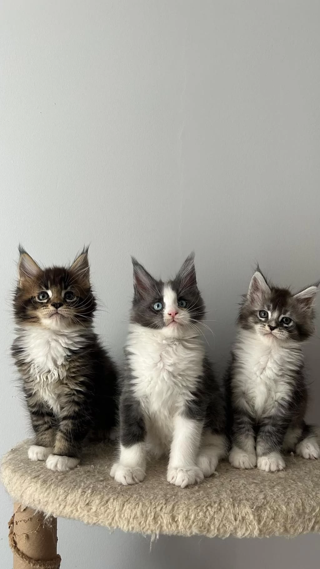Sağlik Ve İrk Garantili Minik Maine Coon Devler