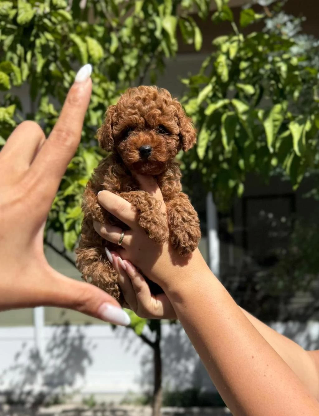 Toy Poodle Bebeklerimiz İrk Sağlık Garantili