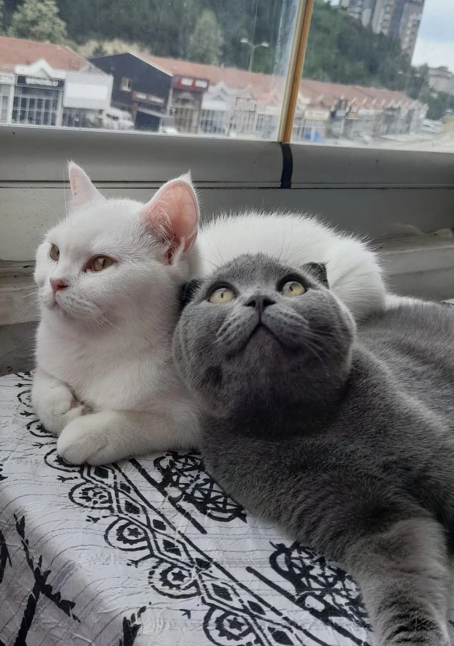 6 Aylık British Shorthair Yavrular