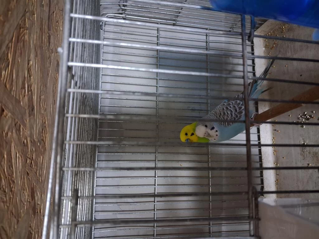 Sağlıklı Muhabbet Kuşlarımız