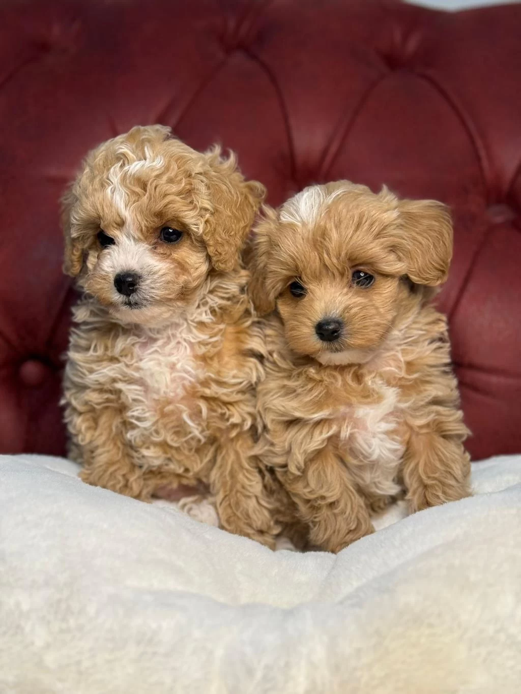 Ankaranın En Kaliteli Maltipoo Yavruları