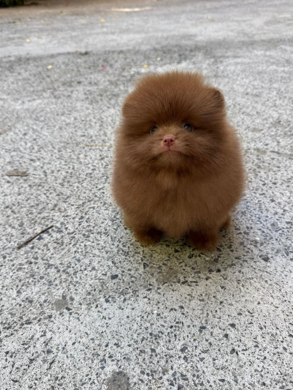 Çikolata Erkek Teddy Bear Garantili Pomeranian