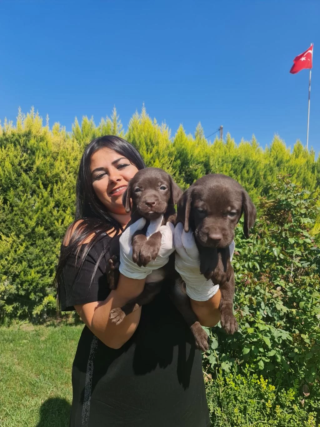 Sağlık Ve İrk Garantili Labrador Yavrularım
