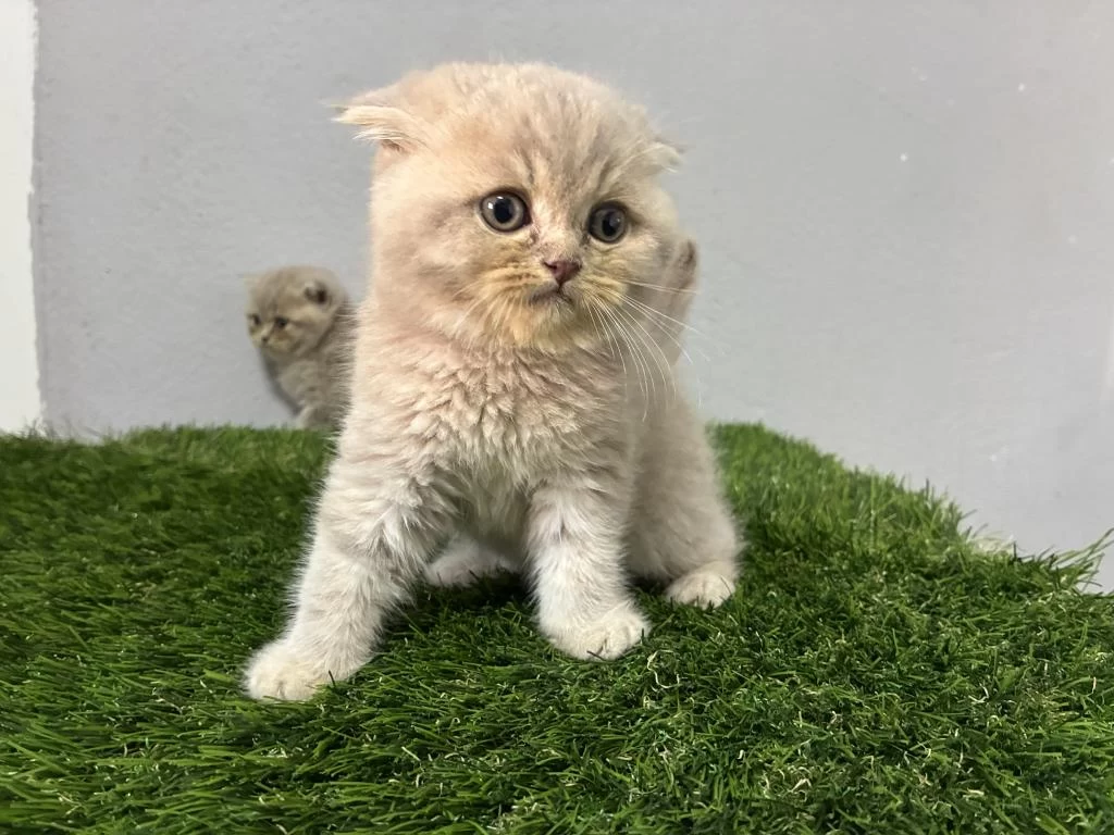 Scottish Fold Lilac Kedimiz