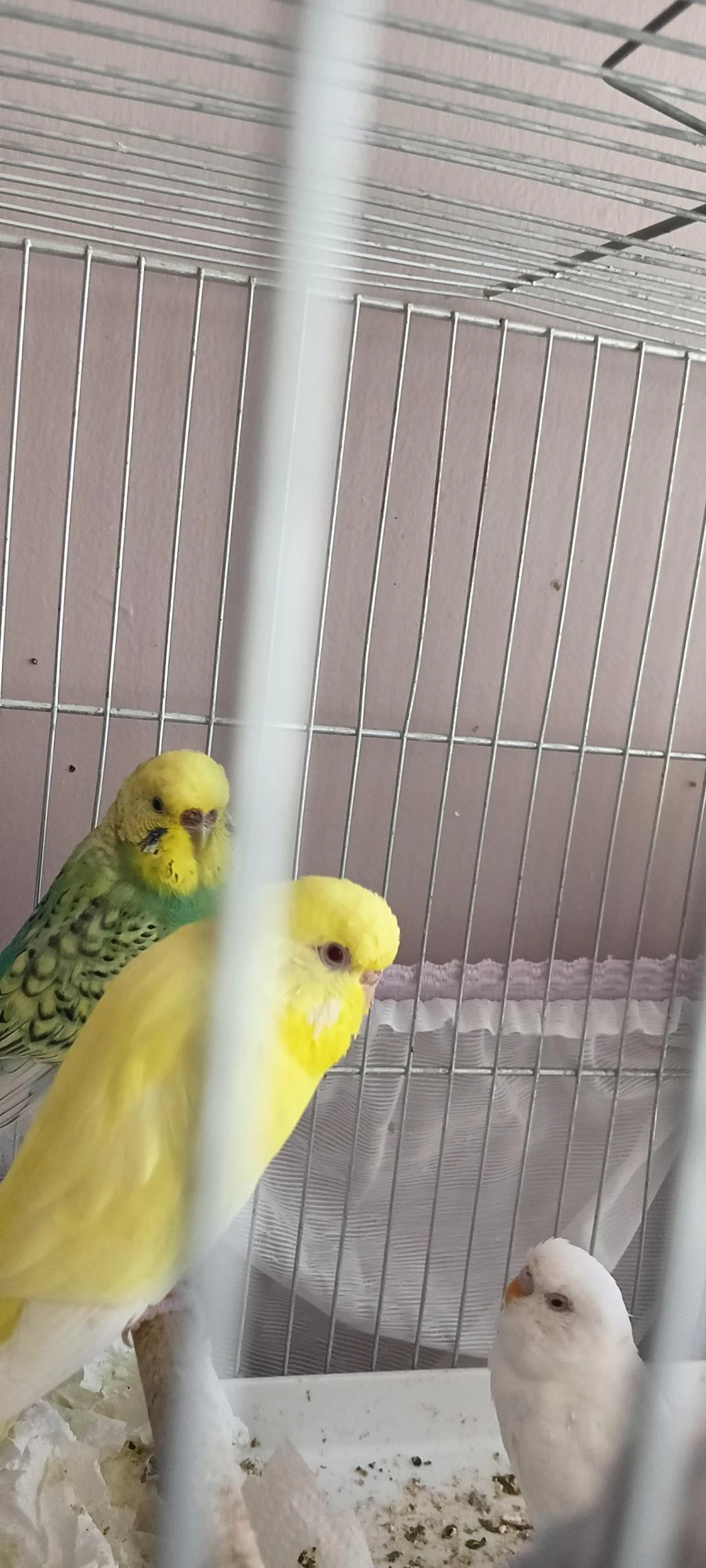Envai Çeşit Muhabbet Kuşu
