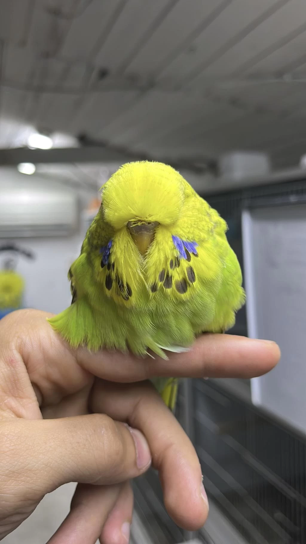 Show Jumbo Muhabbet Yavrular Uygun Ve Yardımcı Olurum
