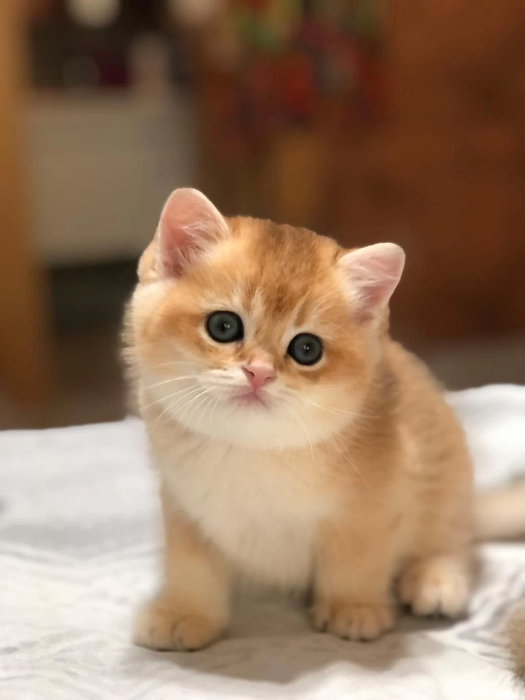 Bal Köpüğü British Shorthair Golden Yavrular