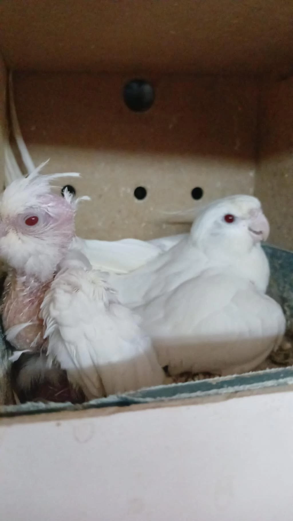 1 Yaş Erkek Albino 1 Yavru Albino Sultan Papağanı