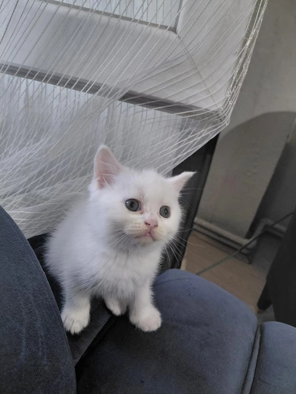 2 Aylık British Shorthair Yavru Kedilerimiz