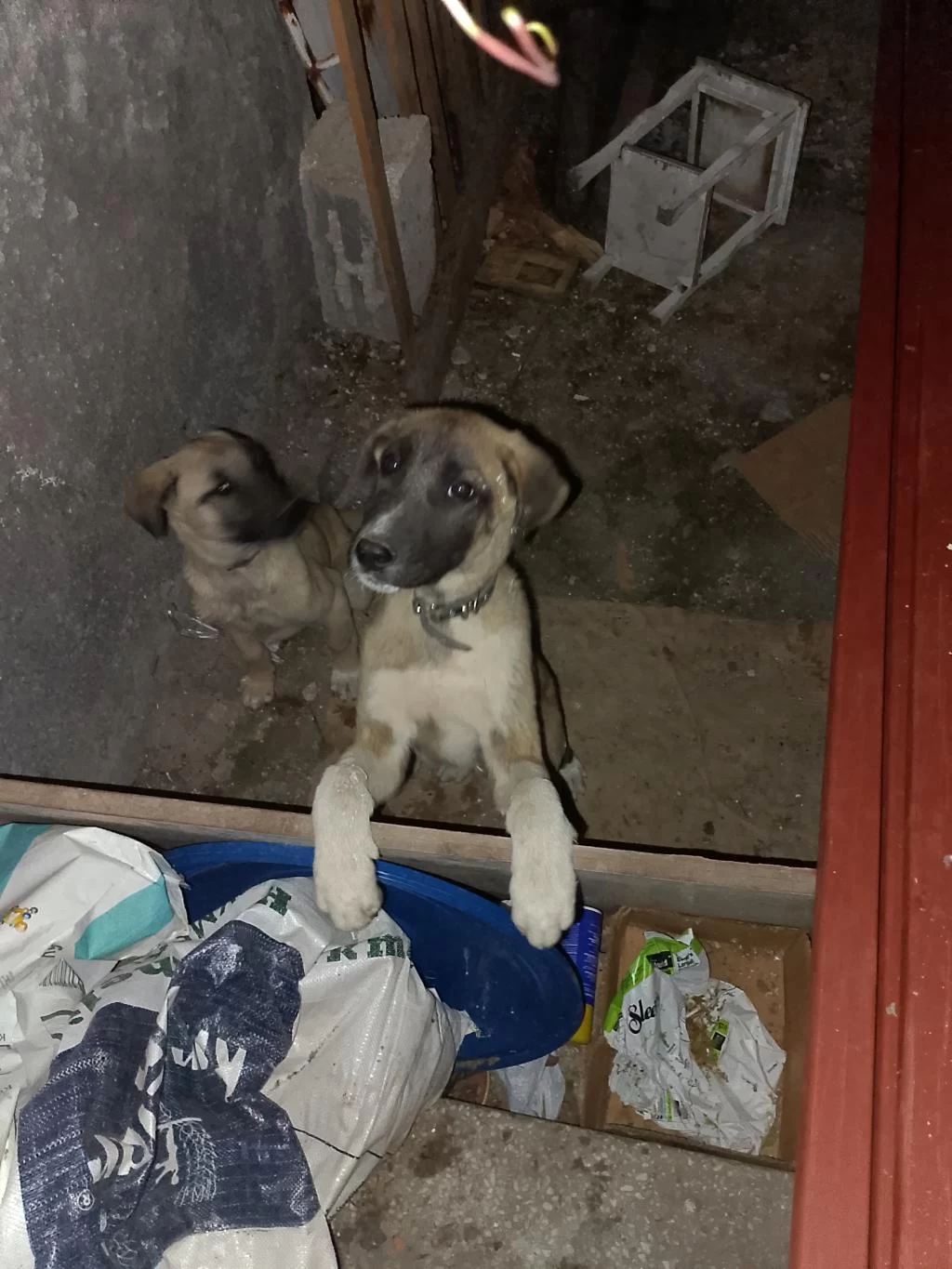 Her İle Kangal Gönderim Vardır