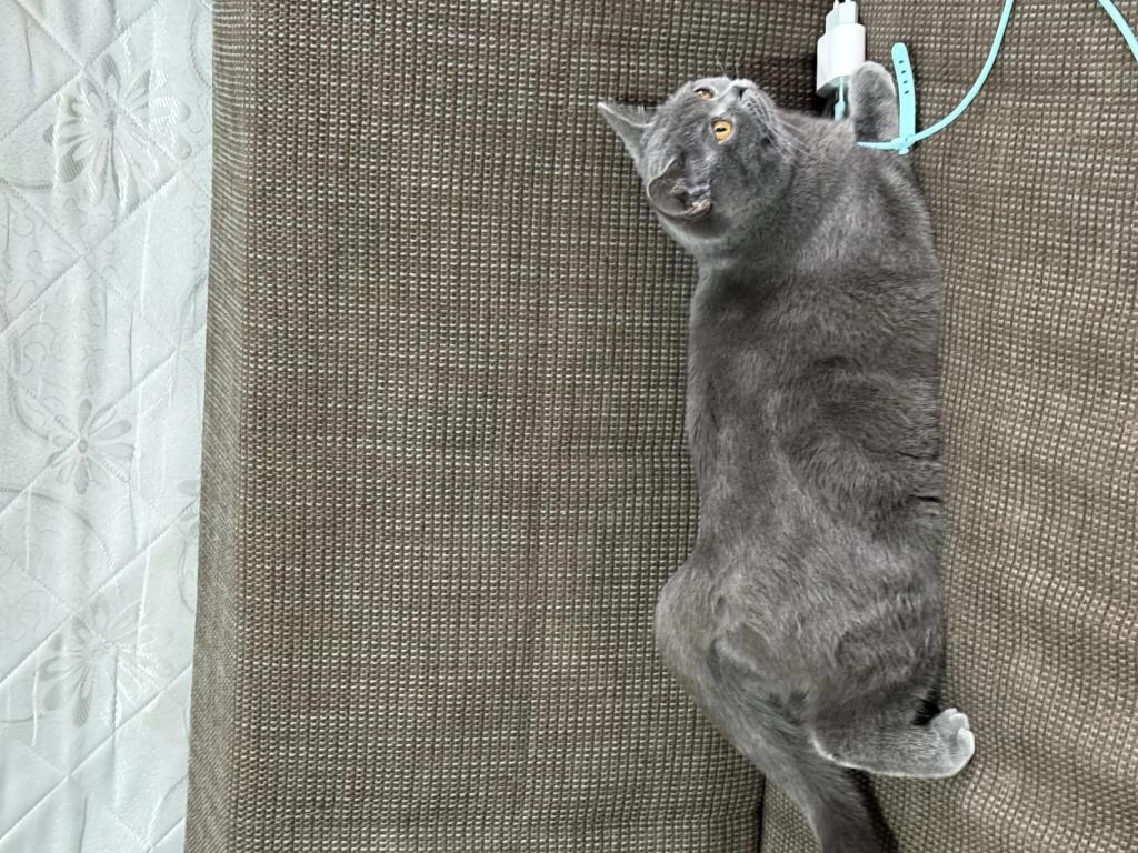 Ücretsiz Sahiplendirme British Shorthair Acil