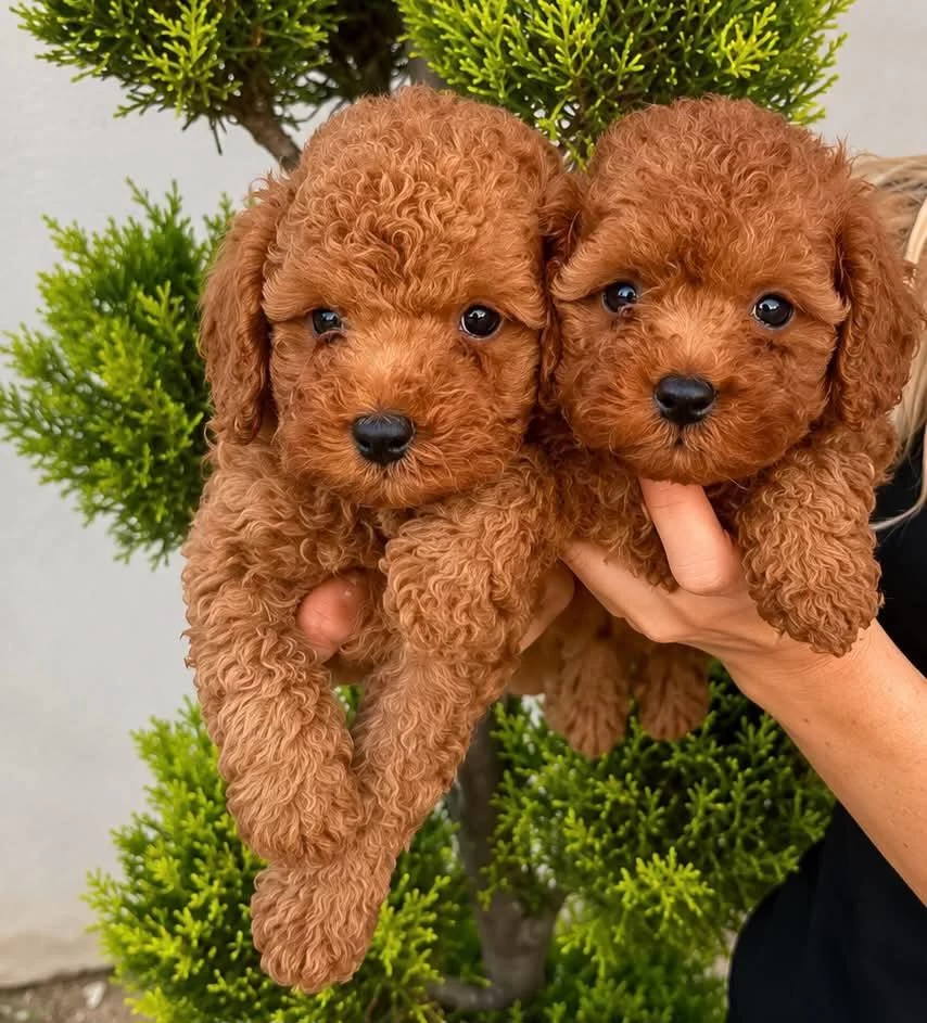 Toy Poodle İrk Garantili Yavrular