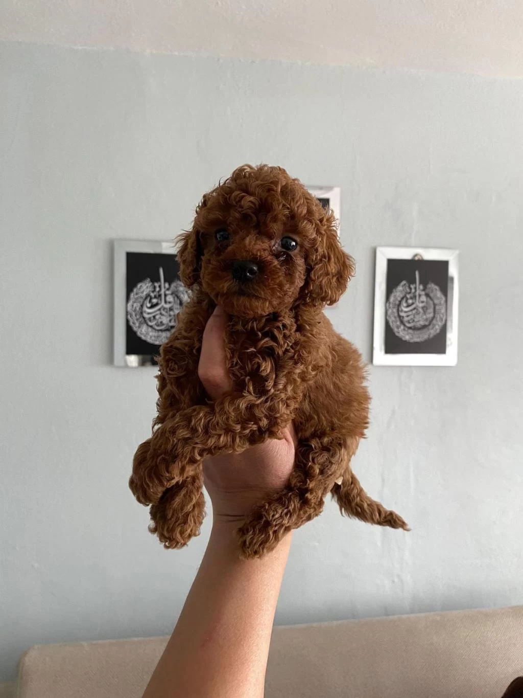 Toy Poodle Bebekleri Orijinal
