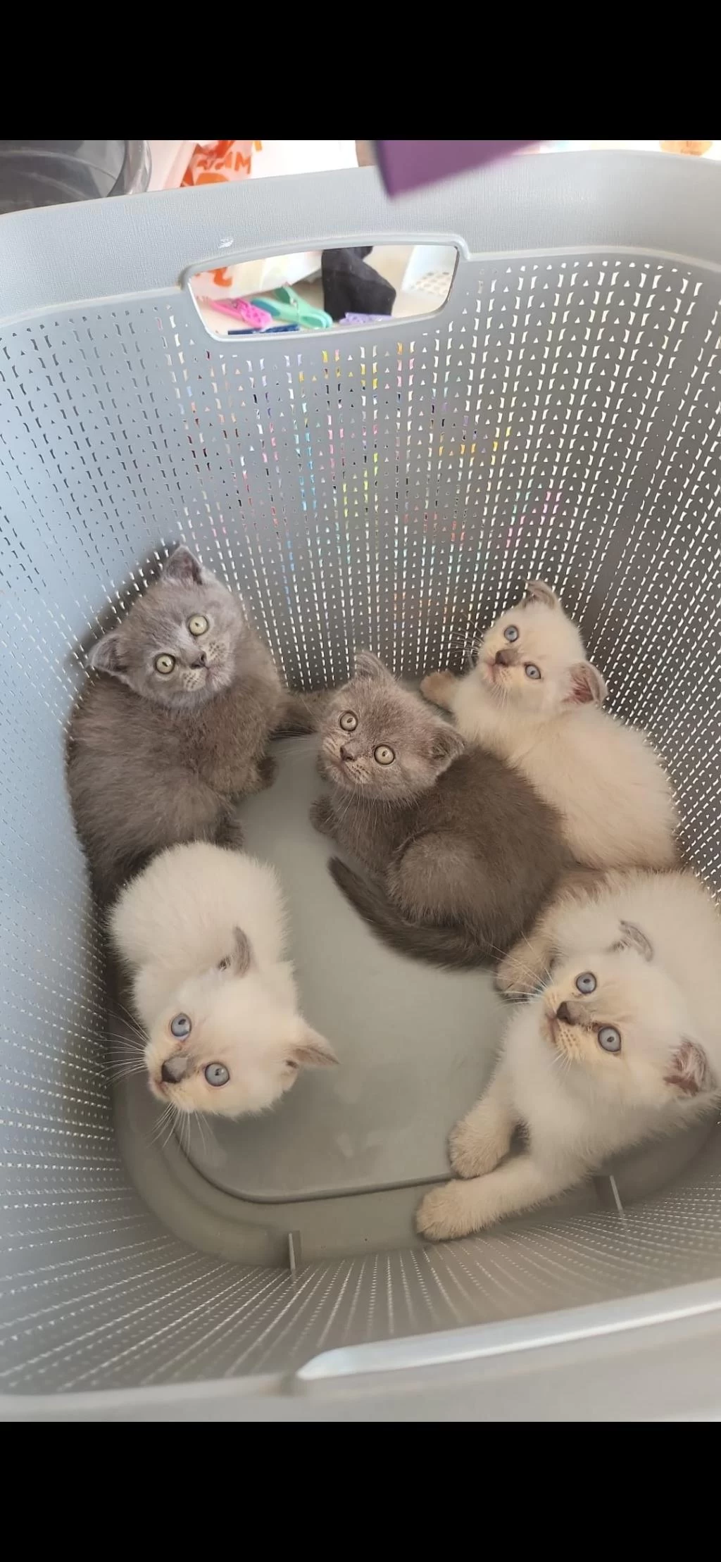 British Blue Point Mavi Göz Ve Scottish Fold Düşük Kulak