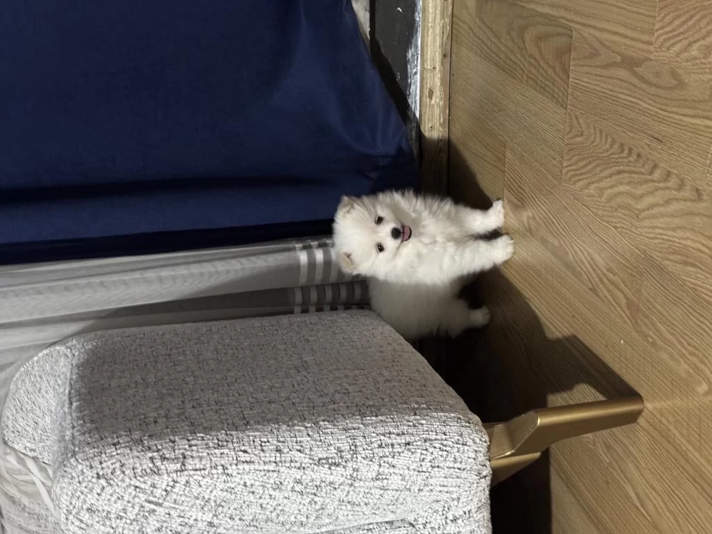 2 Dişi Ve 1 Erkek İki Aylık Pomeranian Spitz