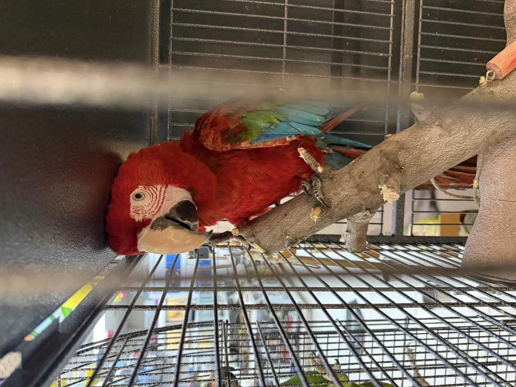 Belgeli Çipli Ara Macaw Papağani Citypetshop