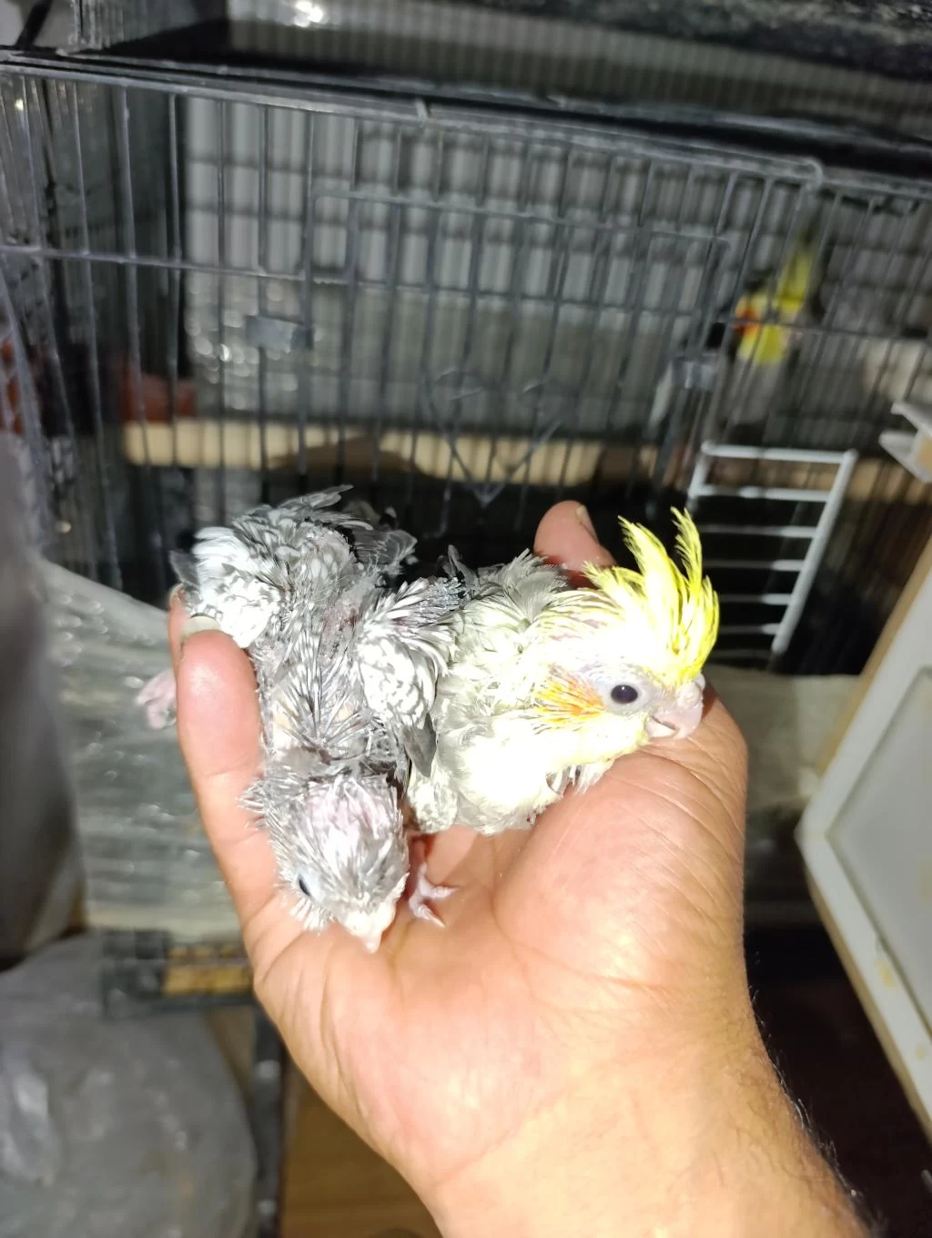 Garanti Takım Sultan Papağanı