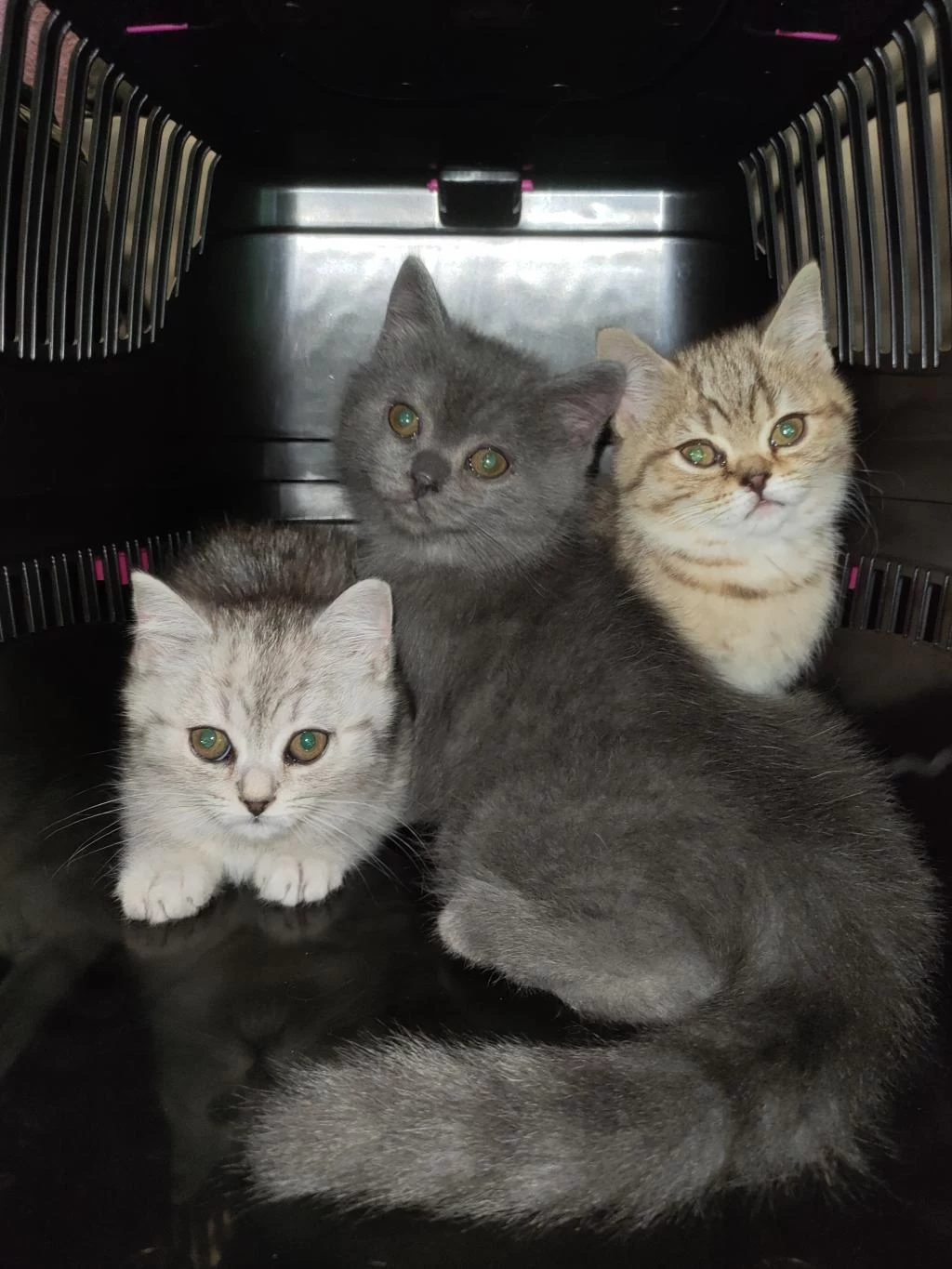 2.5 Aylık British Shorthair Yavrularım