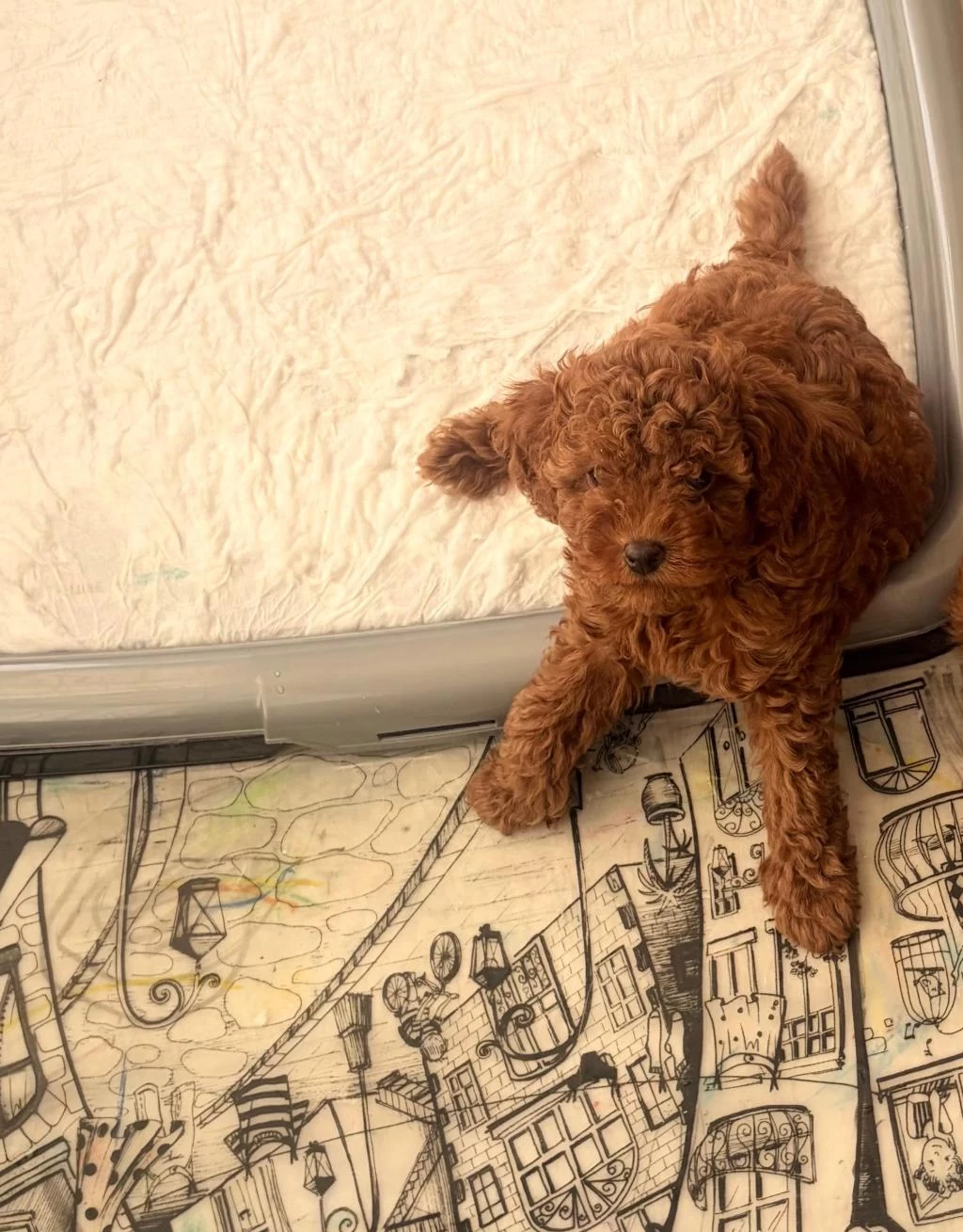 Sağlıklı 2 Aylik Toy Poodle
