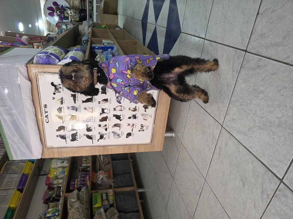 9 Aylik Dişi Eğitimli Çok Özel Toy Poodle