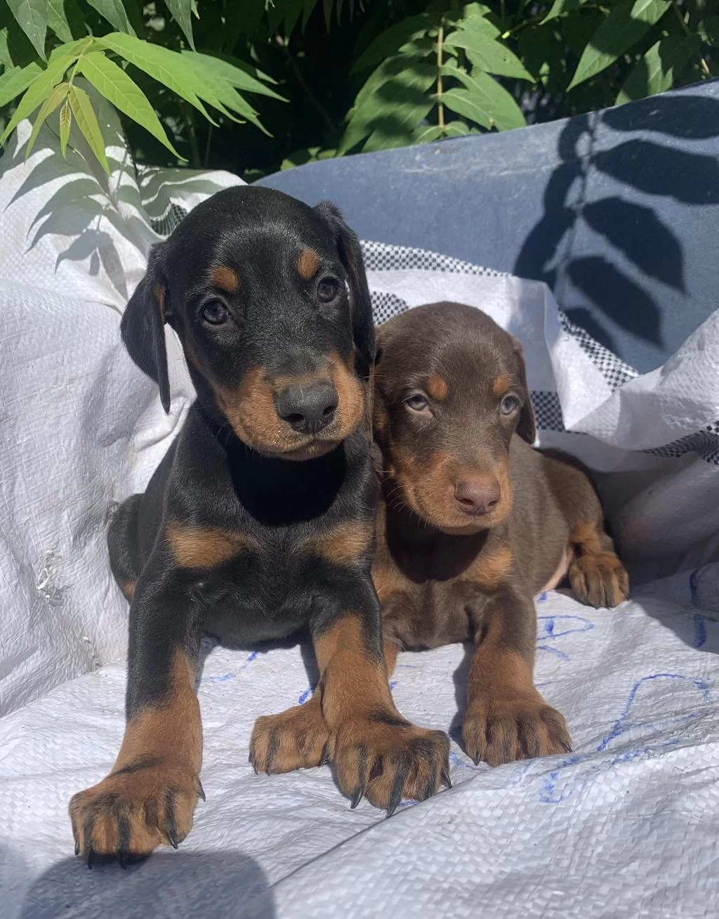 Üst Kalite Doberman Yavrular
