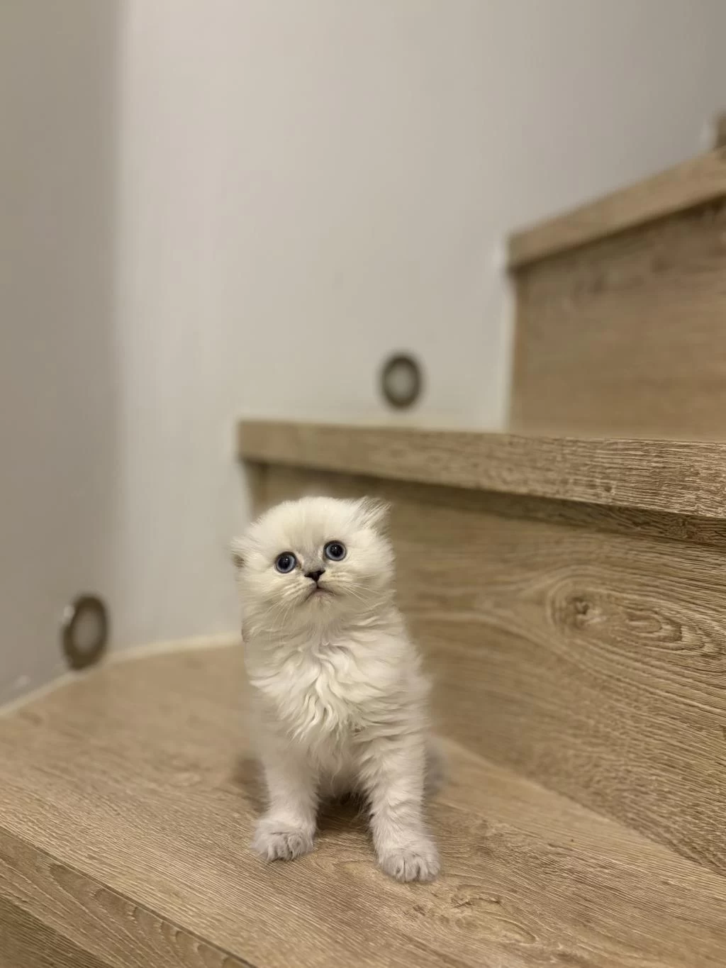 Scottish Fold Longhair Yavrularim
