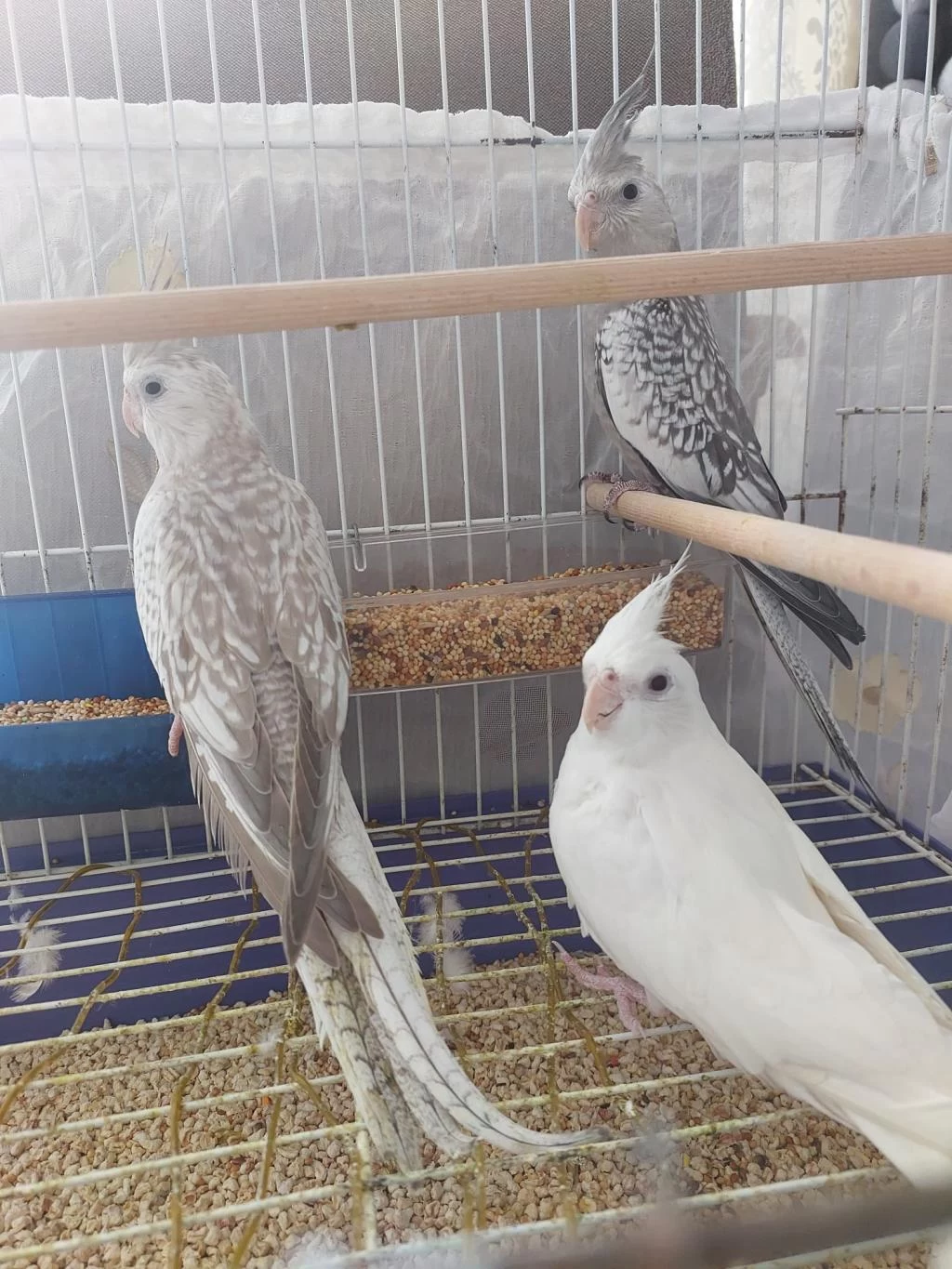 2-3 Aylik Sultan Papağani Yavrular