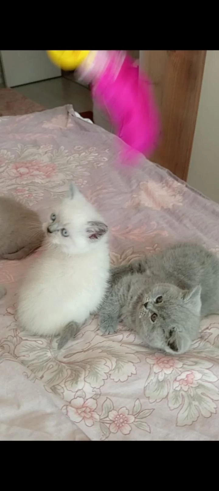 Gerçek Bir Dost Kediyse İstediğiniz Tamda Doğru Yerdesiniz