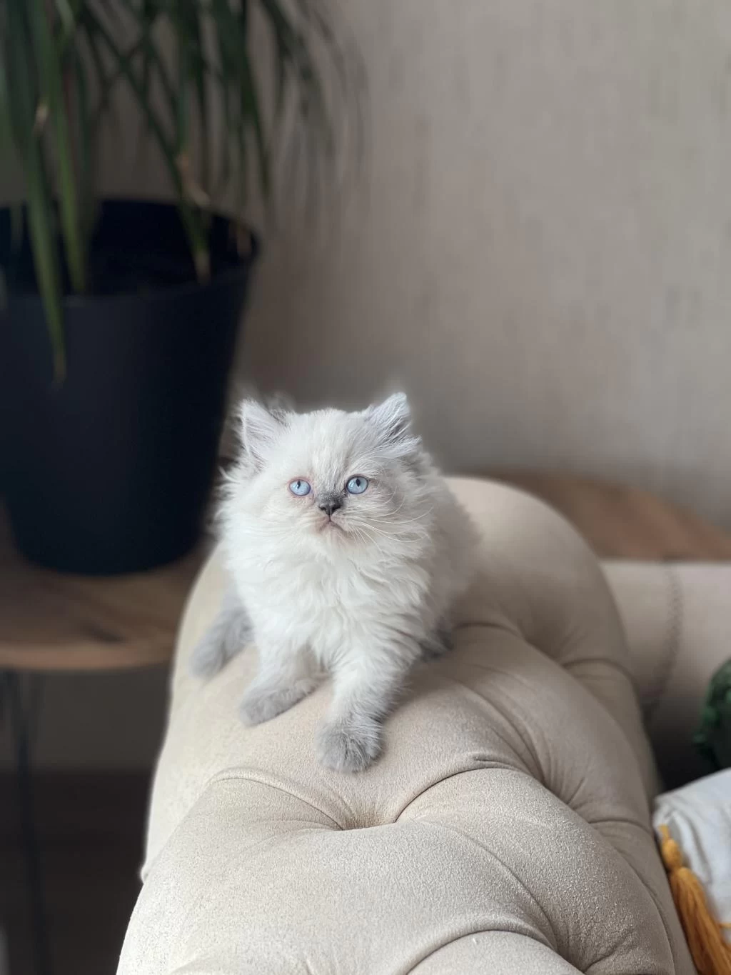 Hemen Teslim Blue Point British Longhair