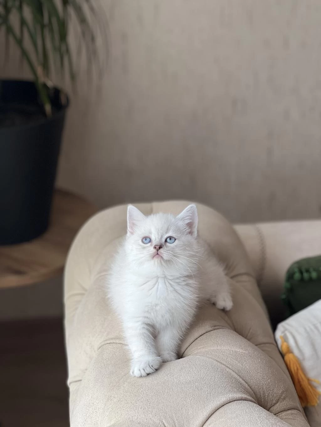 İrkinin En İyisi British Shorthair Yavrum