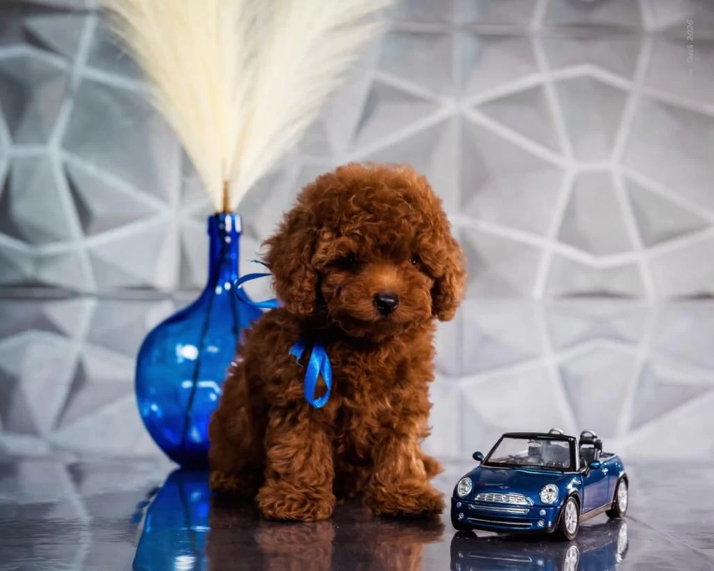Aşili Pasaportlu Mikroçipli Toypoodle Yavrularimiz