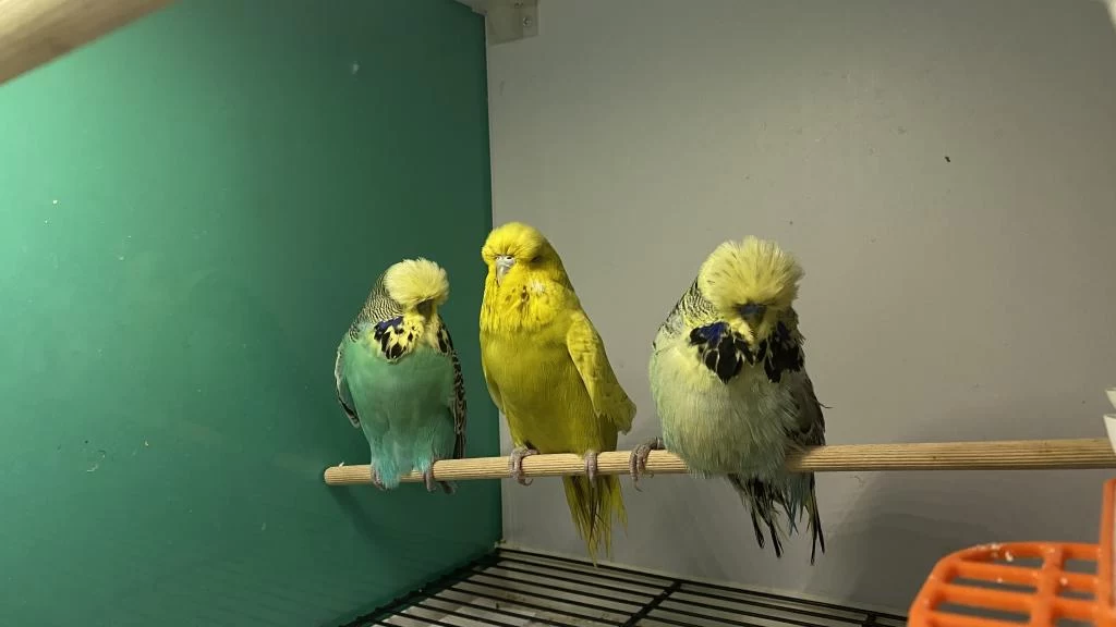Jumbo Show Rainbow Kaliteli Konuşturmalık Kuşlar